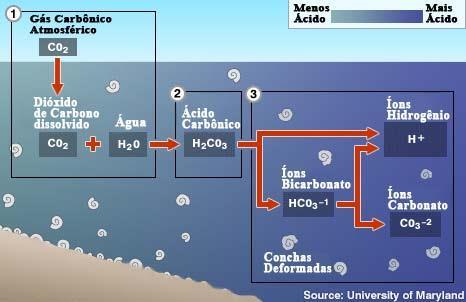 Acidificação dos oceanos A