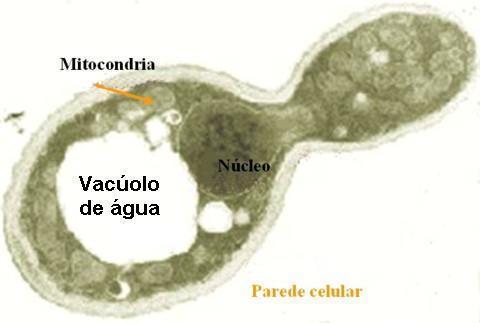 3 Trabalho experimental: Observar o processo de reprodução por gemulação Princípios do Método Saccharomyces cerevisae é um fungo unicelular que fermenta açúcar, sendo usado