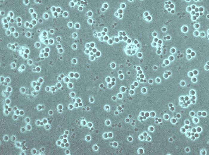 5 Trabalho experimental: Observar o processo de reprodução por gemulação Síntese As leveduras são fungos unicelulares que se reproduzem por gemulação (reprodução assexuada).