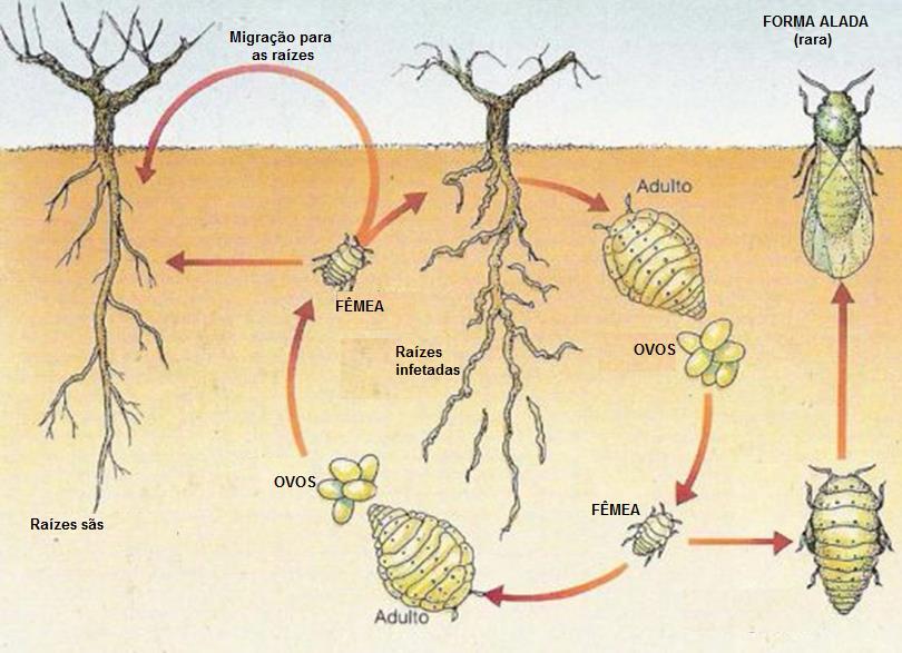 8 Fig. 4. Infeção de videiras pela filoxera Descobrir sobre: Multiplicação vegetativa por enxertia Caraterize o problema criado pela filoxera no Douro, na região demarcada do Vinho do Porto.