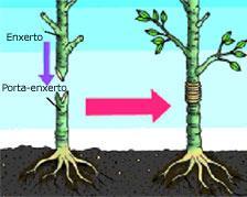 9 Descobrir sobre: Multiplicação vegetativa por enxertia Fig. 5.