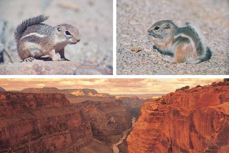 Espécies de esquilos do Grand Canyon (EUA) Ocorreu especiação durante o