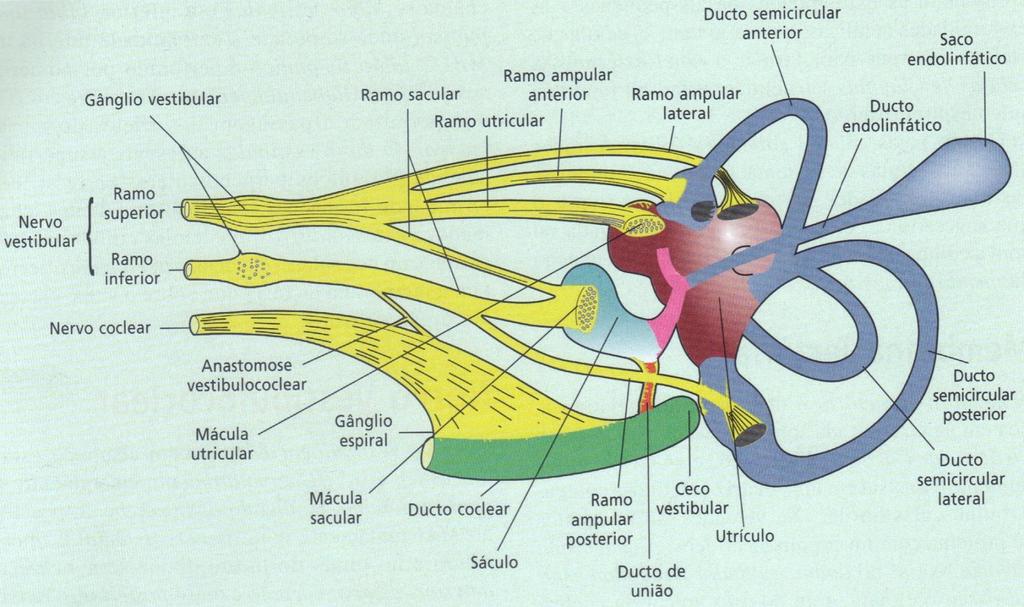 LABIRINTO Nervo vestíbulococlear