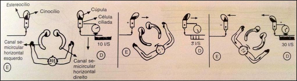 endolinfáticas ampulípeta e