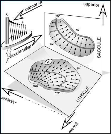 ORGÃOS OTOLÍTICOS SÁCULO E UTRÍCULO