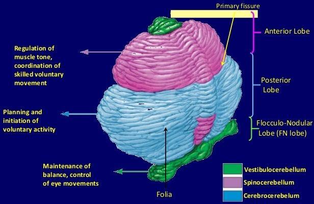 CEREBELO vérmis cerebelar controle do