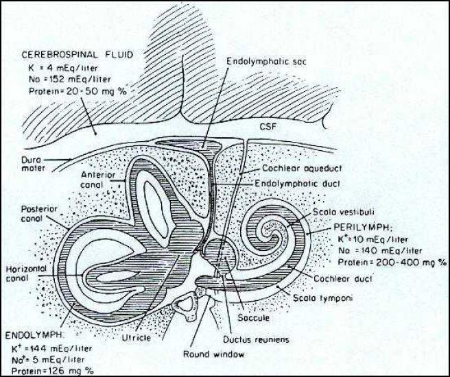 Composição química Aqueduto coclear Aqueduto vestibular - ósseo - membranoso Saco