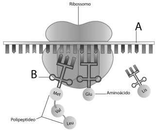 Síntese de Proteínas, Divisão Celular e Embriologia 1. A imagem abaixo representa o processo de tradução. Biologia a) Quais são as estruturas representadas pelas letras A e B, respectivamente?
