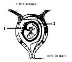 b) Descreva as diferenças de cada uma delas em relação à fase anterior. 7. A figura a seguir mostra um esquema do útero humano, e algumas de suas estruturas. Em relação a este esquema, responda.