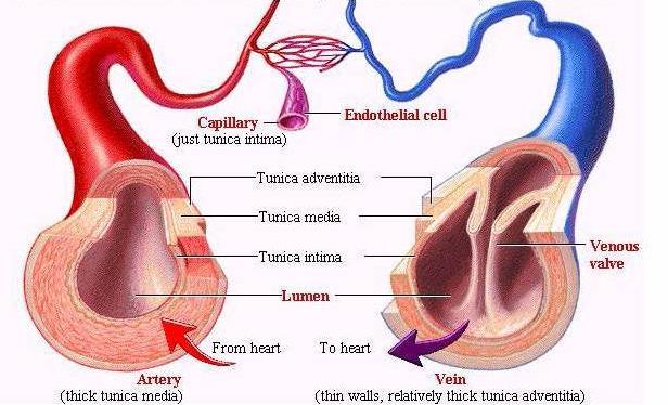 Comparação estrutura artérias, capilares e veias capilar somente