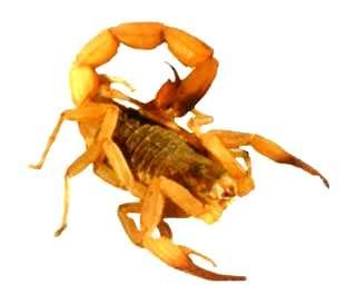 Figura 2 Um dos principais escorpiões do Brasil, Tityus serrulatus, por ter uma grande facilidade de proliferação.