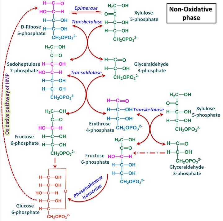 Reações não oxidativas Série de rearranjos da cadeia carbônica forma G6P, F6P ou gliceraldeido 3-P Reações