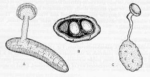 Escleródios germinados. A- Claviceps purpurea (esporão do centeio).