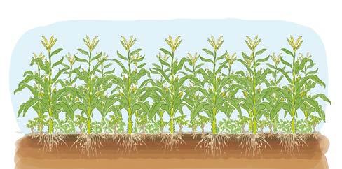 Sistemas Agroflorestais: Quando a roça é abandonada, a floresta começa a se recuperar nesta área. Inicialmente nascem plantas que conseguem crescer com muito sol e poucos nutrientes.