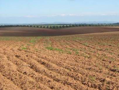 EUPS (USLE) C - factor de coberto vegetal ( - ) Alqueive (área protegida 0 %) terreno lavrado, sem cultura, mantido