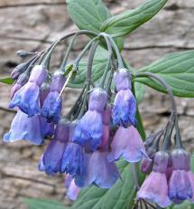 mudança na época de floração Mertensia