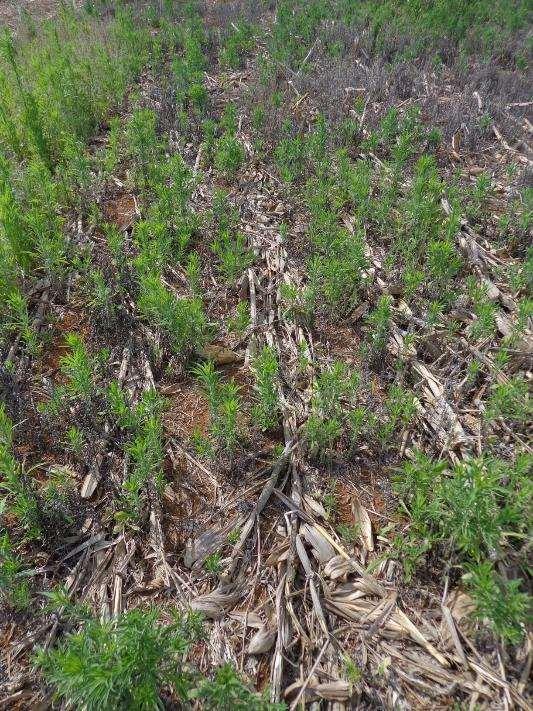 Paraquat 2,0 Aplicação: 3/setembro Glifosato +