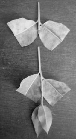 428 BORGES, S.R., et. al. Miniestaca apical Miniestaca intermediária Figura 1 Miniestacas apical e intermediária de Eucalyptus urophylla x E. globulus usadas como padrão neste estudo. Barra = 1 cm.