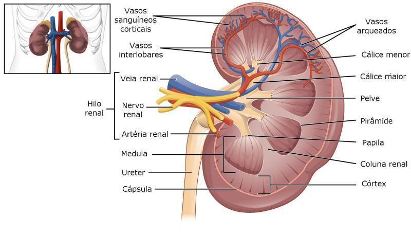 17. Figura 1 - Anatomia do rim. Fonte: http://www.infoescola.com/sistema-urinario/rim/.