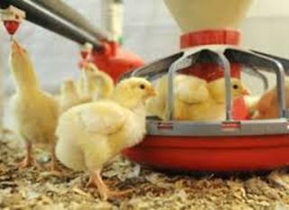 Conceitos gerais Dieta dos frangos é elaborada para fornecer energia e nutrientes essenciais à saúde e