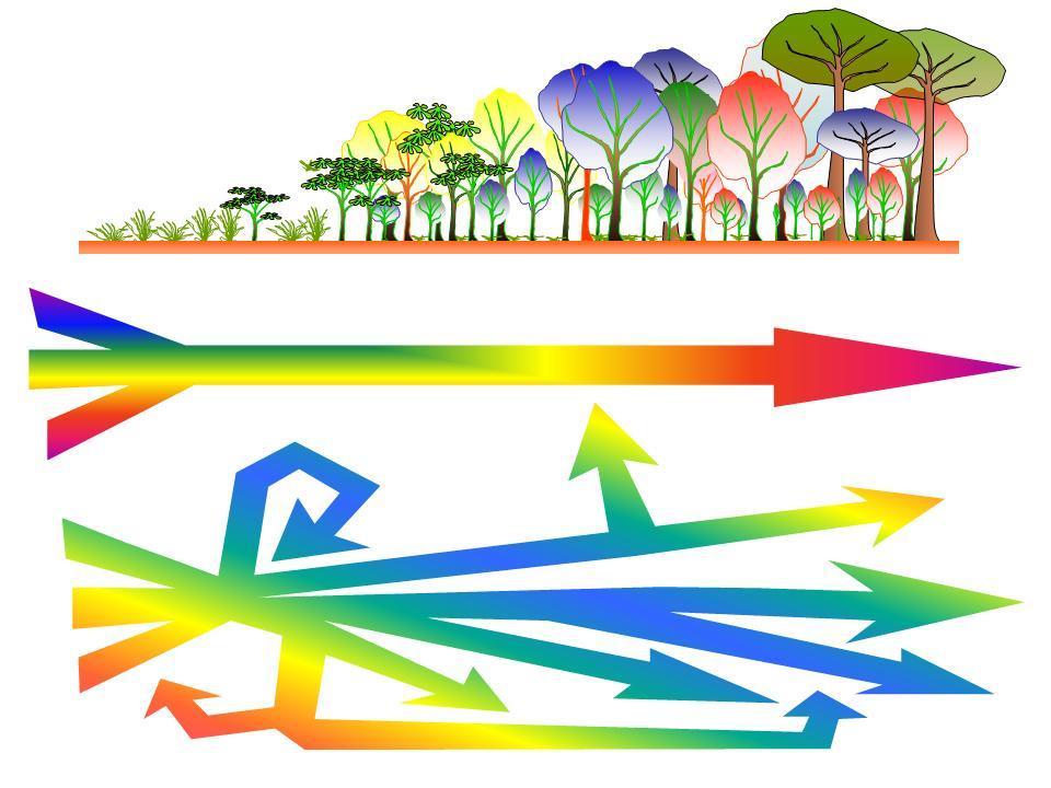 Sucessão Ecológica Restauração Ecológica Visão