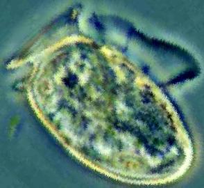 Dinophysis acuta nº cells