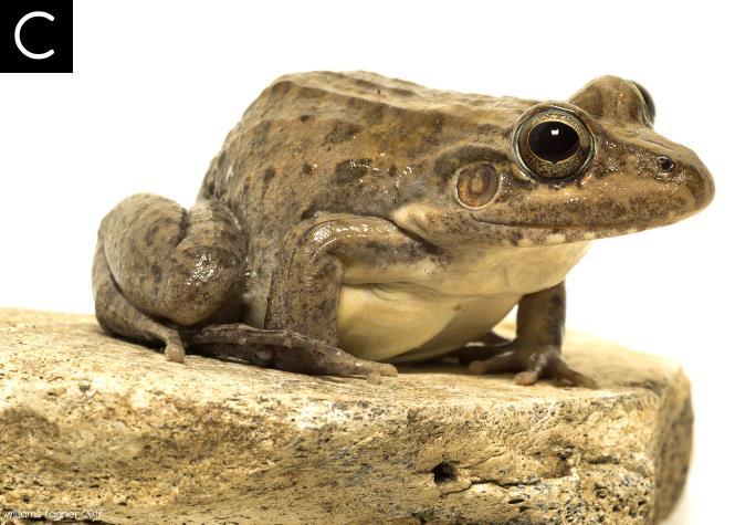 Pleurodema diplolister; B) Scinax x-signatus; C) Leptodactylus macrosternum