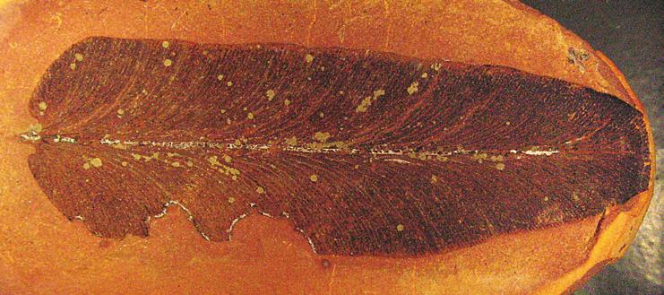 Vida 475 Figura 21.13 Evidências da diversificação dos insetos A borda dessa folha de samambaia fóssil do período Carbonífero foi parcialmente devorada por insetos.