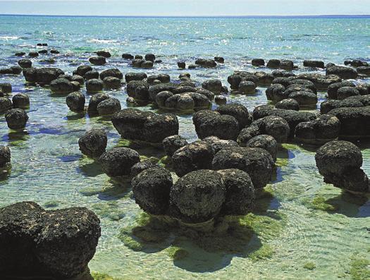 Vida 469 Nível do Mar Alto Baixo 542 488 * Os asteriscos indicam momentos de extinções em massa de organismos marinhos, a maioria das quais ocorreu quando o nível do mar baixou.