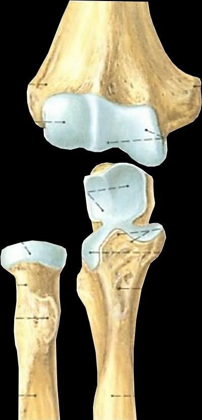 Artrocinemática Rádio: Deslizamento e rolamento durante a flexão/extensão; Ulna: Rotação interna durante o início