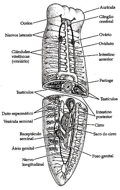 Corpo