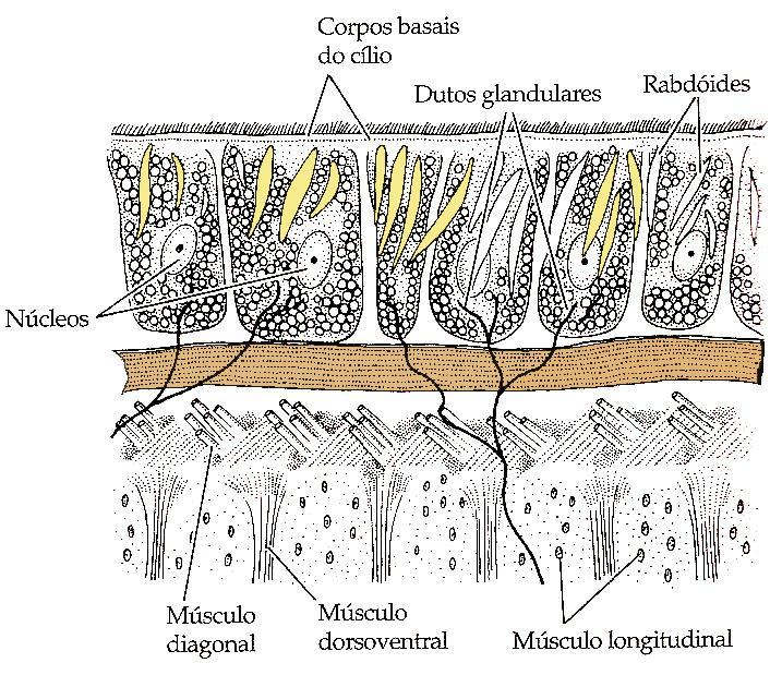 Epiteliais Epiderme