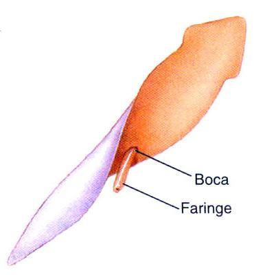 Região Ventral CLASSE TURBELLARIA Boca ventral Predadores e carnívoros Faringe