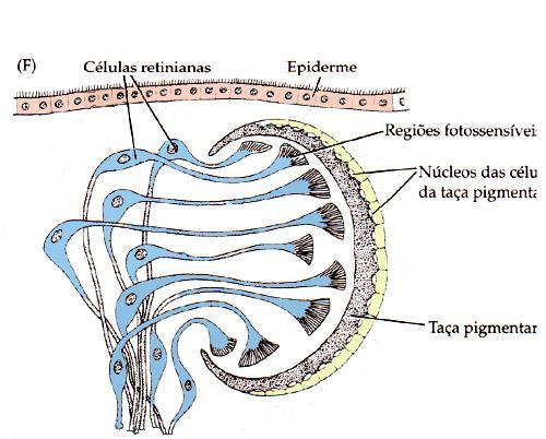 Mesoderme (Parênquima) Sistema Nervoso