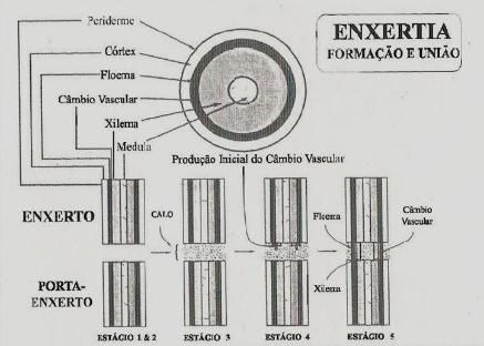 União entre enxerto e portaenxerto Quarto passo: - Produção de novos