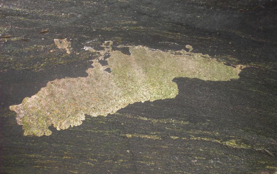 58 Figura 36 Incrustação de vermetídeo encontrado na praia do Forno (Cabo Frio),.