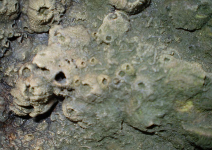 59 As cracas fósseis foram encontradas nas praias de Caravelas e Forno de Armação dos Búzios.
