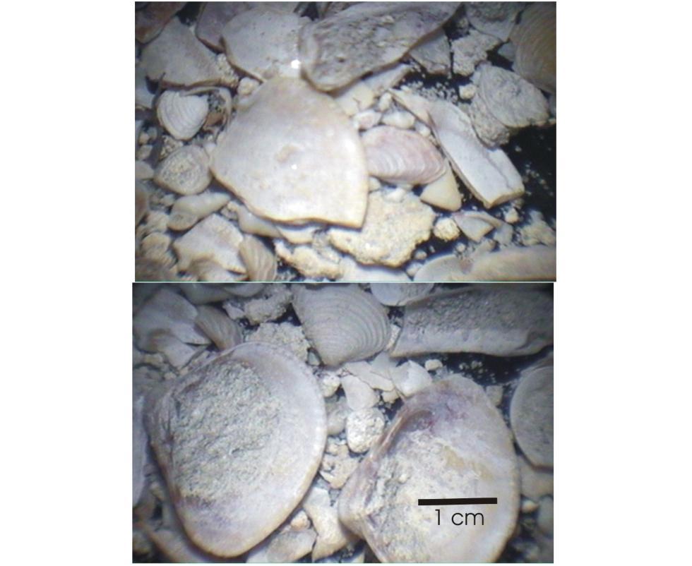 63 Nesse testemunho foram identificados dois indicadores biológicos representados por fragmento de carvão carbonizado e conchas de moluscos.