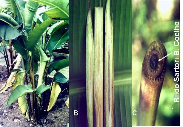 Murcha bacteriana em