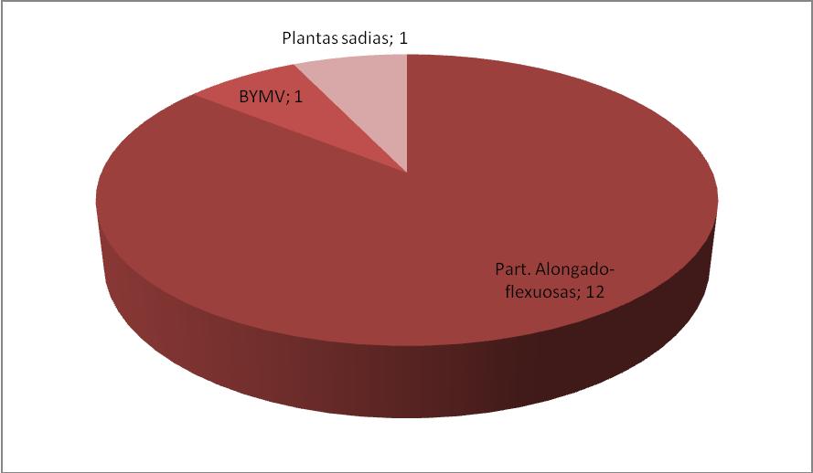 Amarilis