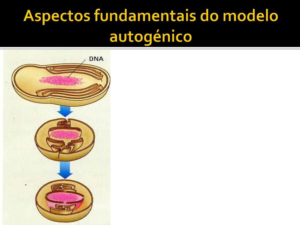 De acordo com o modelo autogénico, os organelos das células eucarióticas terão