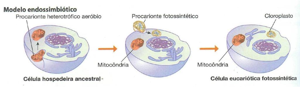 por associações entre procariontes e que o hóspede