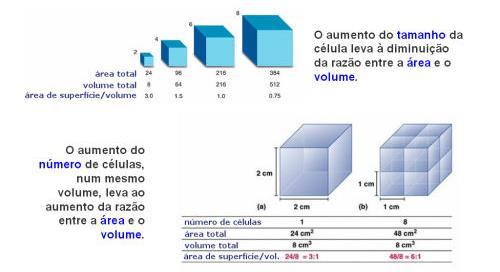 Unicelularidade e