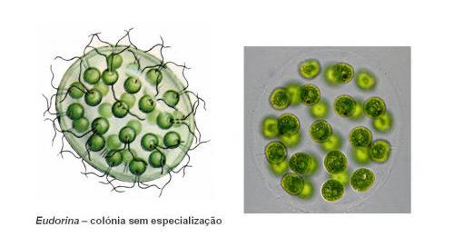 Unicelularidade e