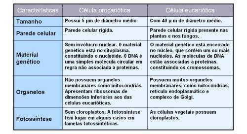 Procariontes