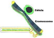 Sabendo-se que as células humanas possuem 46 cromossomos, quantos telômeros existirão em uma dessas células, respectivamente, nas subfases G1 e G2 da interfase? a) 184 e 184. b) 184 e 368. c) 46 e 46.