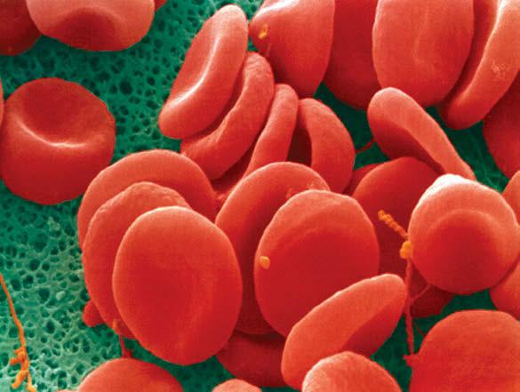 3. O sangue transporta substâncias por todo o corpo. Observe a fotografia do tecido sanguíneo, ampliada aproximadamente 3 000 vezes e colorizada artificialmente.