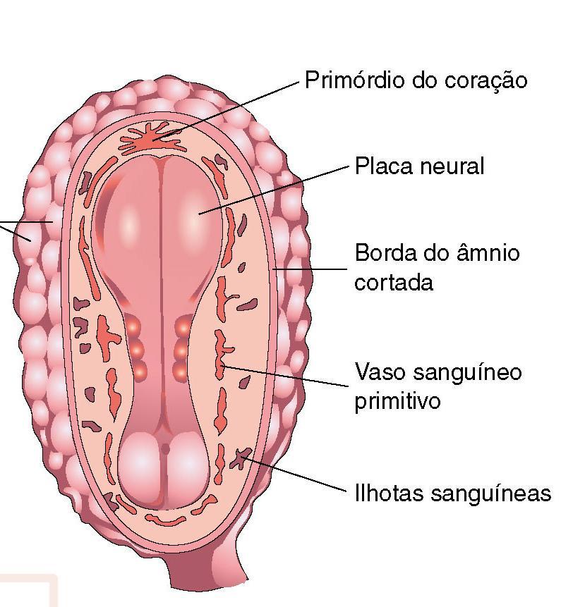 Desenvolvimento inicial dos vasos sanguíneos