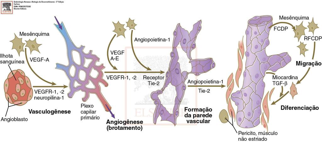 Desenvolvimento inicial dos vasos sanguíneos Angiogênese - Propagação de vasos que já se formaram.
