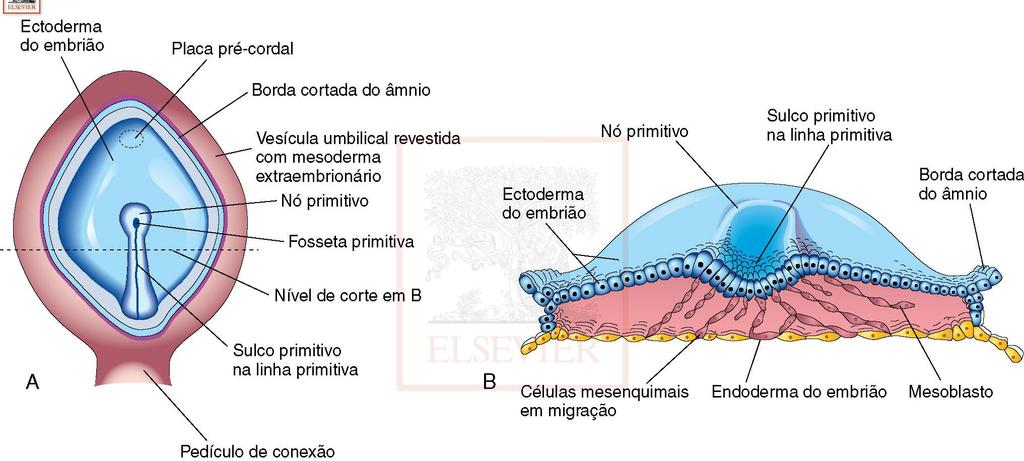 Migração das células do epiblasto através da linha primitiva